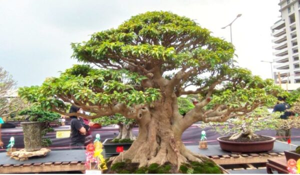 Bonsai Beringin Arjuna yang berukuran raksasa dengan harga miliaran rupiah (ft.istimewa)